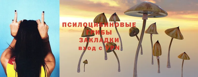 Псилоцибиновые грибы Psilocybine cubensis  гидра вход  Юрьев-Польский  купить  